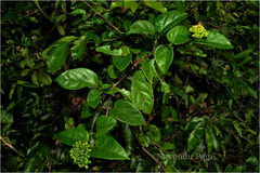 Premna corymbosa